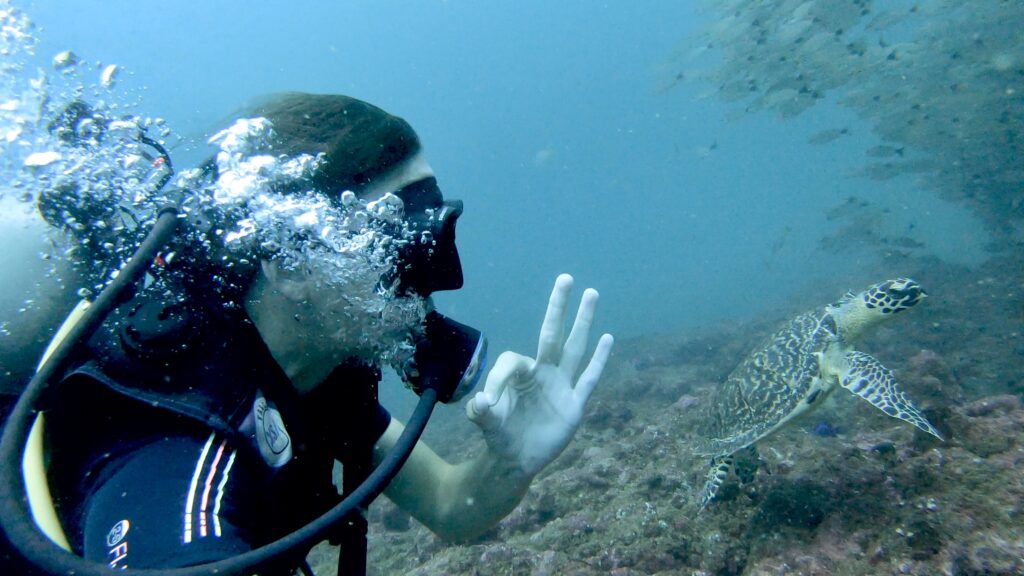 Begegnung mit Hawksbill Schildkröte in Santa Teresa, Costa Rica Begegnung mit Hawksbill Schildkröte in Santa Teresa, Costa Rica