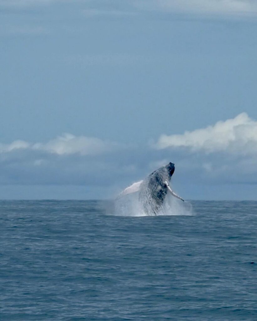 Buckelwal in Uvita, Costa Rica Buckelwal in Uvita, Costa Rica