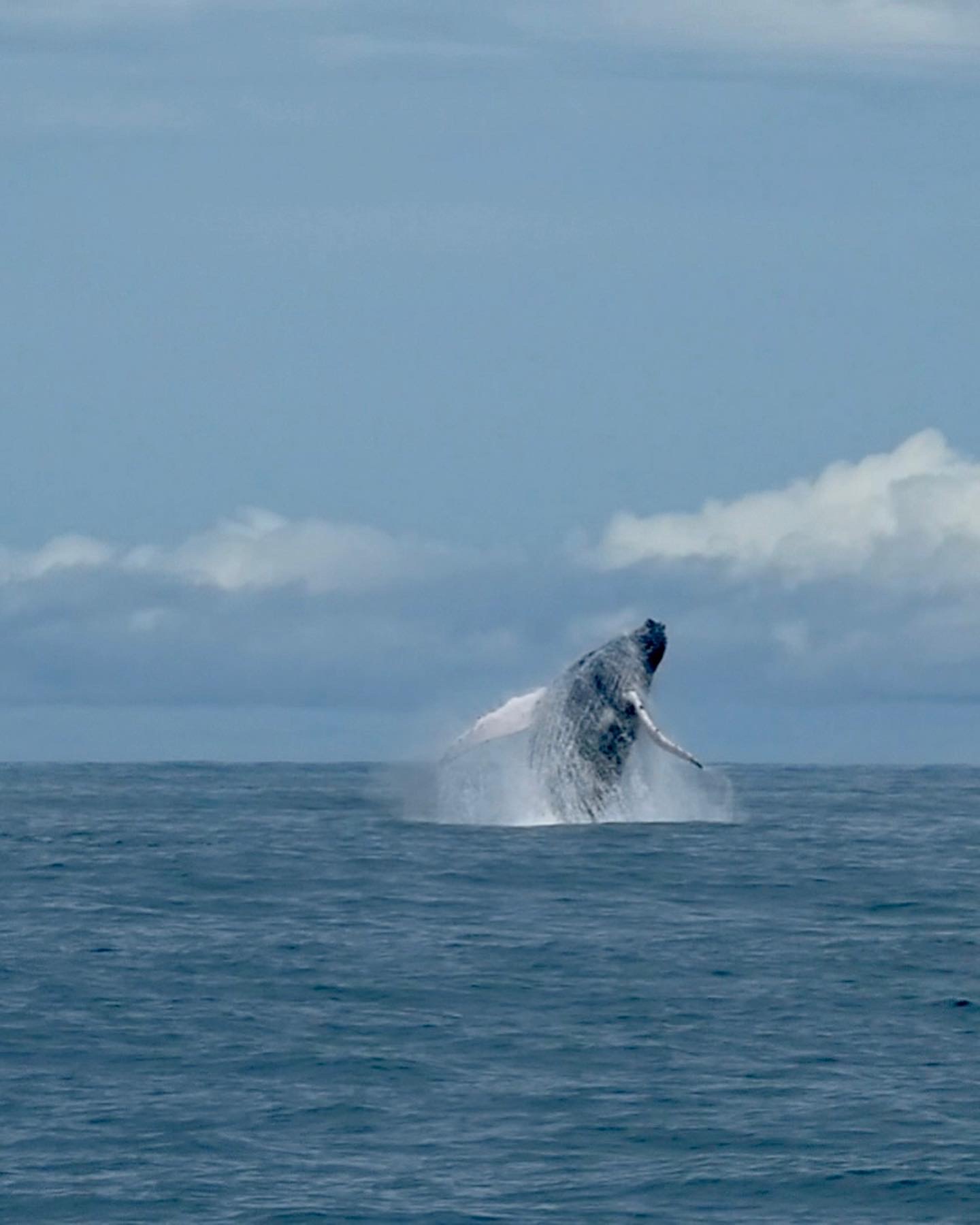 Buckelwal in Uvita, Costa Rica Buckelwal in Uvita, Costa Rica